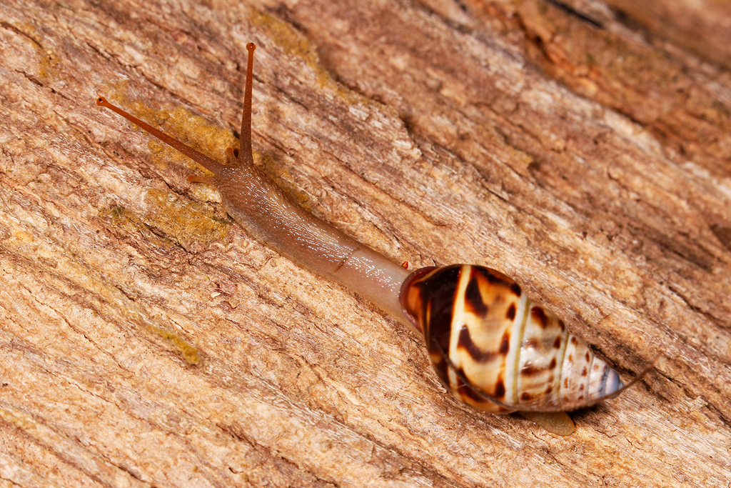 Amphidromus glaucolarynx