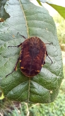 Gymnetis subpunctata