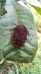 Gymnetis subpunctata