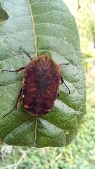 Gymnetis subpunctata