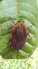 Gymnetis subpunctata