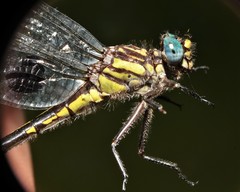 Hylogomphus geminatus