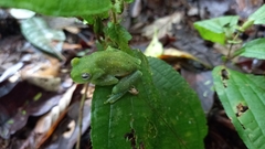 Hyloscirtus albopunctulatus