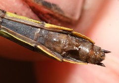 Hylogomphus geminatus