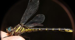 Hylogomphus geminatus