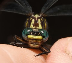 Hylogomphus geminatus