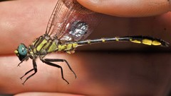 Hylogomphus geminatus