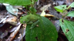 Hyloscirtus albopunctulatus