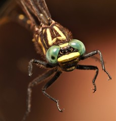 Hylogomphus geminatus