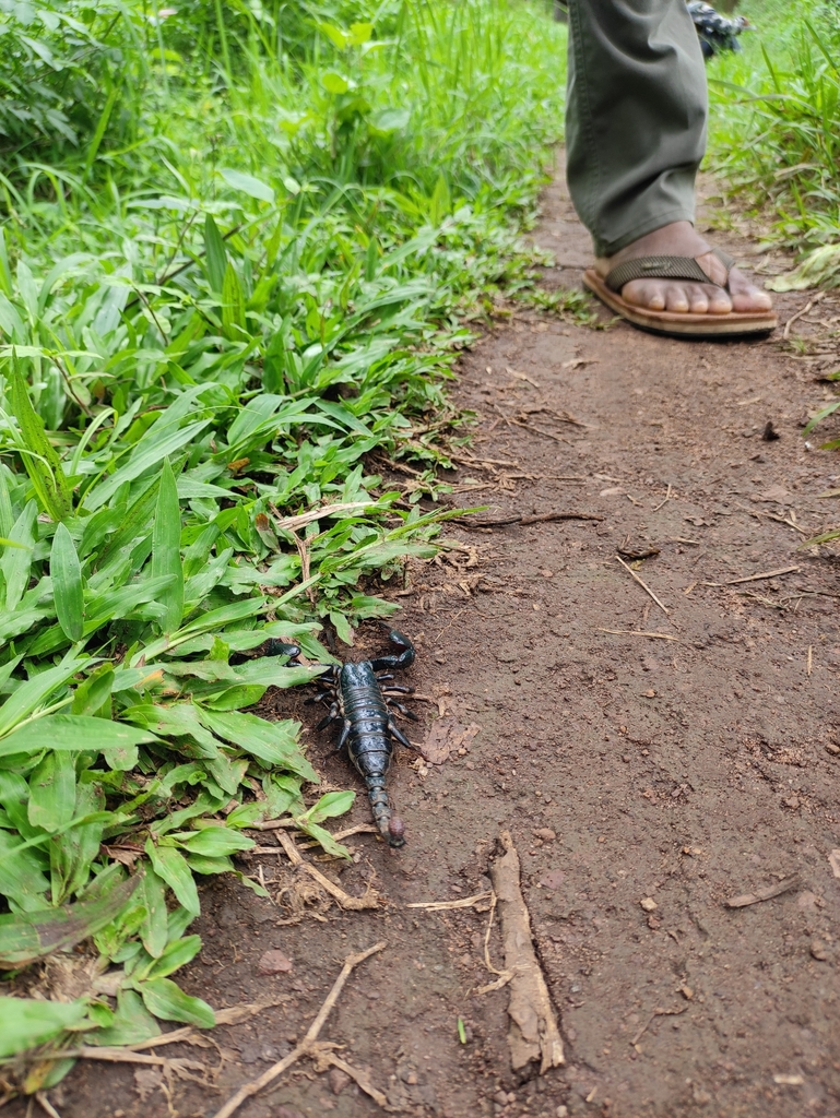 Asian Forest Scorpions From Brt Tiger Reserve On May At