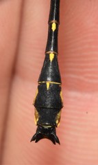 Hylogomphus geminatus