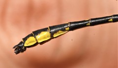 Hylogomphus geminatus