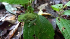 Hyloscirtus albopunctulatus