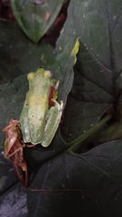 Hyloscirtus albopunctulatus