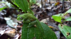 Hyloscirtus albopunctulatus