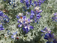 Lupinus guadalupensis