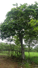 Genipa