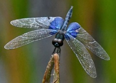 Rhyothemis triangularis