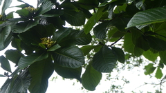 Genipa