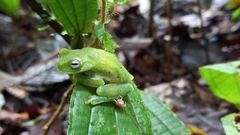 Hyloscirtus albopunctulatus