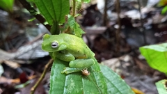 Hyloscirtus albopunctulatus