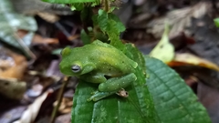 Hyloscirtus albopunctulatus