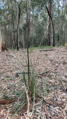 Xanthorrhoea concava