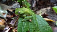 Hyloscirtus albopunctulatus