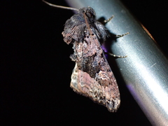 Euplexia