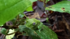 Hyloscirtus albopunctulatus