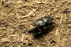 Neolucanus sinicus championi