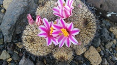 Mammillaria blossfeldiana shurliana