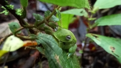 Hyloscirtus albopunctulatus