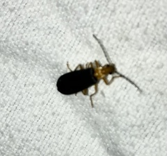 Podabrus fayi