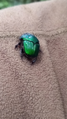 Oxysternon conspicillatum