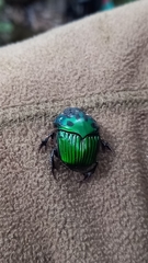 Oxysternon conspicillatum