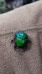 Oxysternon conspicillatum