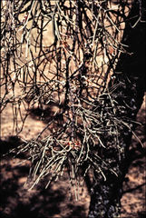 Amyema linophylla