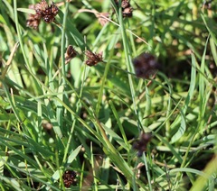 Luzula modesta