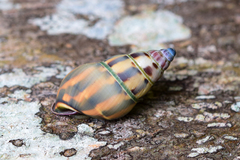 Amphidromus glaucolarynx