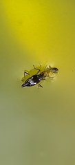 Microveliinae
