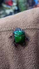 Oxysternon conspicillatum