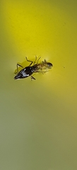 Microveliinae
