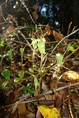 Pterostylis alobula