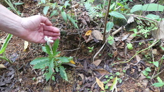 Hippobroma longiflora image