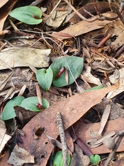 Corybas unguiculatus