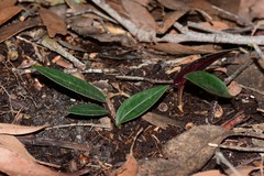 Cryptostylis leptochila