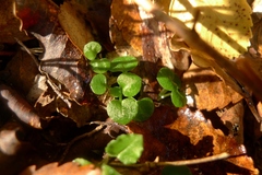 Pterostylis alobula