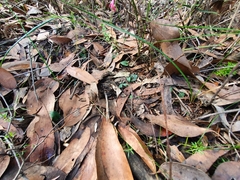 Corybas unguiculatus