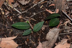 Cryptostylis leptochila